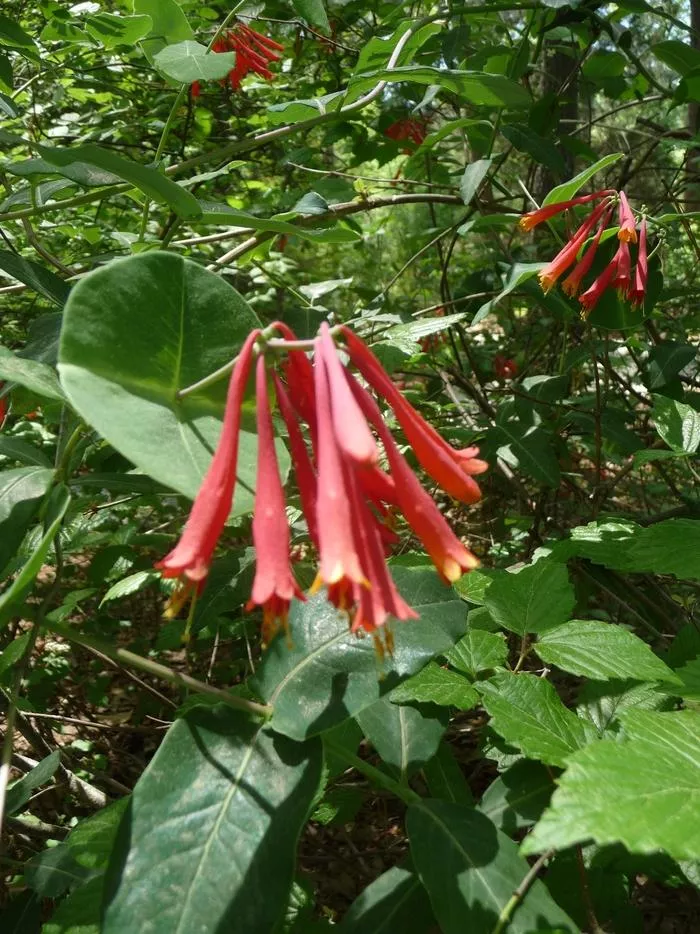Trumpet Vine