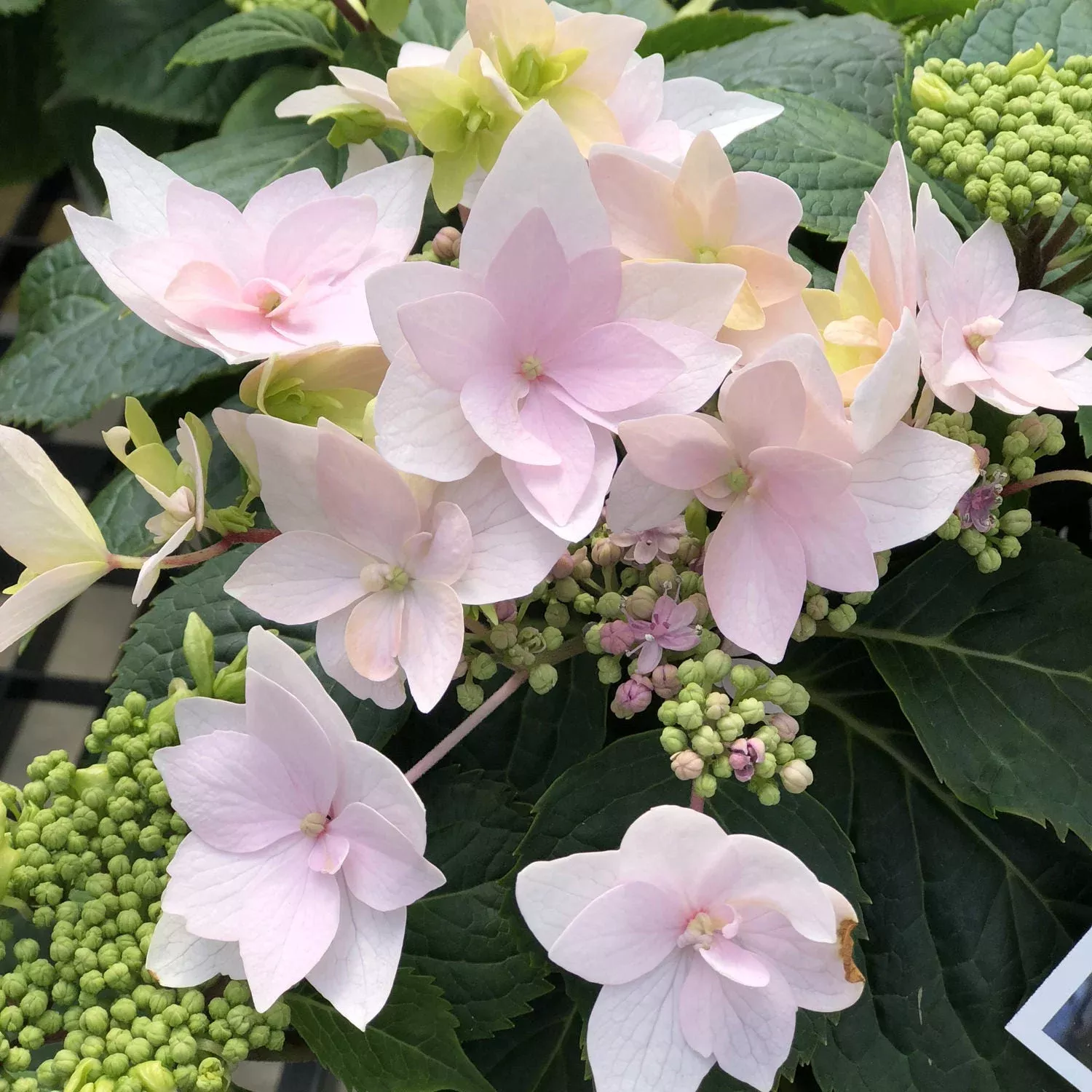Tuff Stuff Ah-Ha Mountian Hydrangea