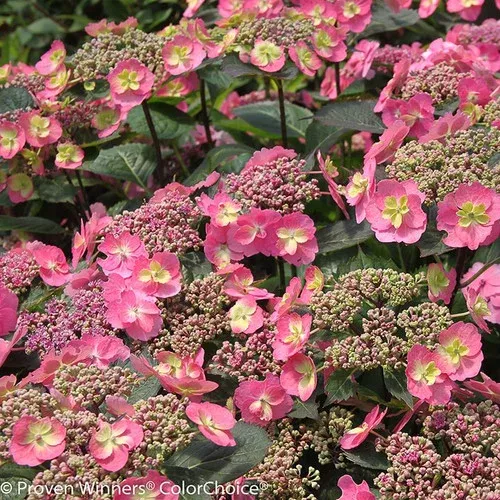 Tuff Stuff Hydrangea