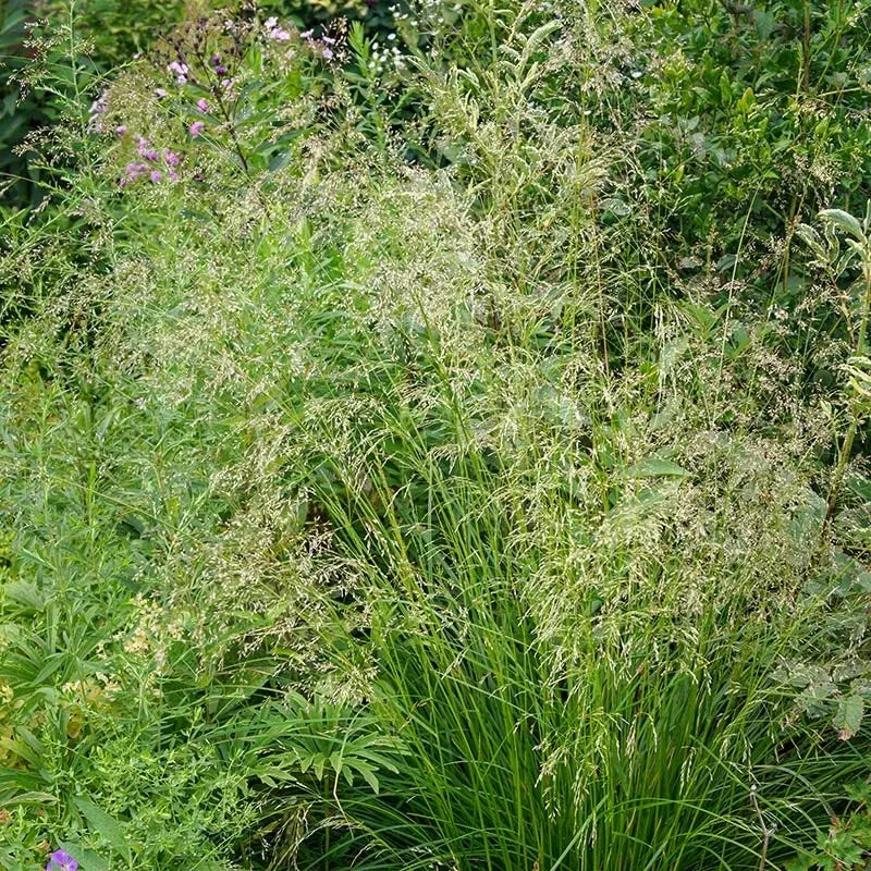 Tufted Hair Grass