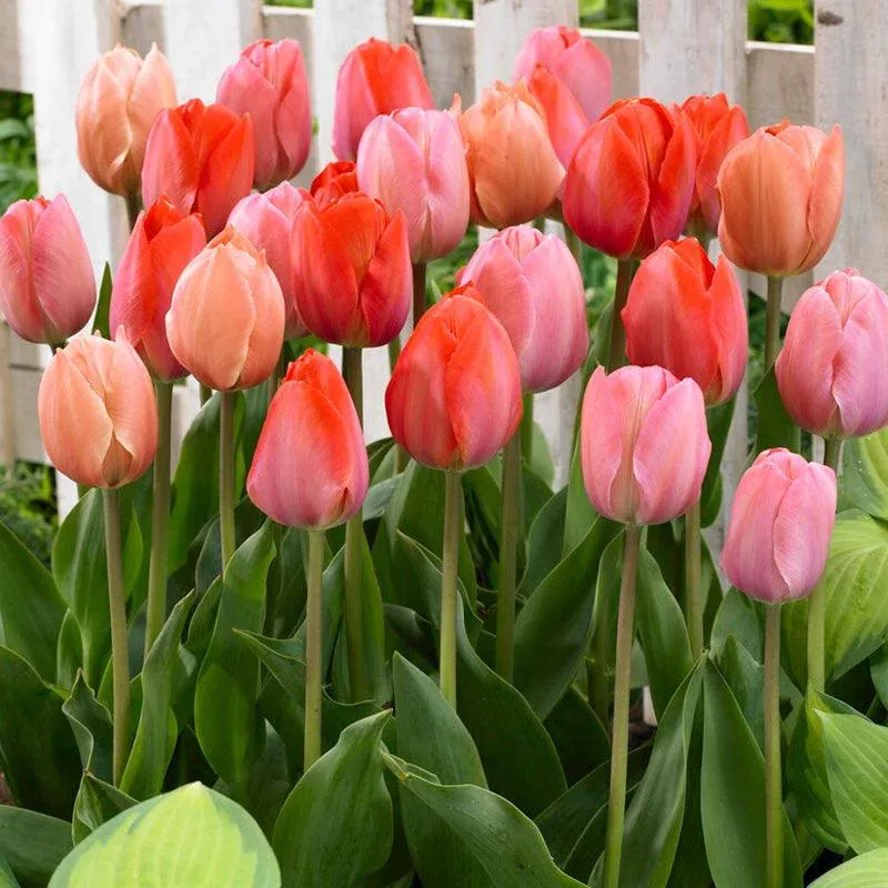 Tulip Blush Blend (Pack of 40)
