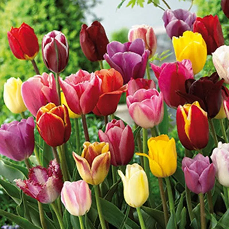 Tulip Breeders Blend (Pack of 12)
