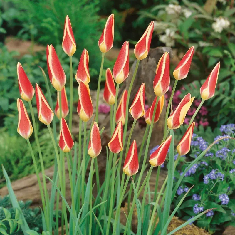Tulip Bulbs 'Tinka'