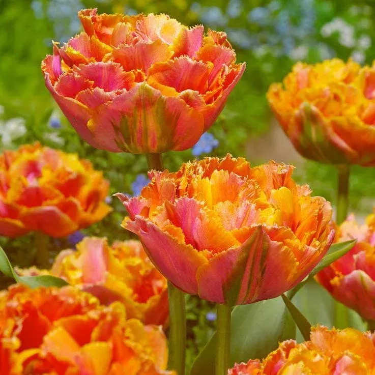 Tulip Double Late Sunlover (Pack of 7)