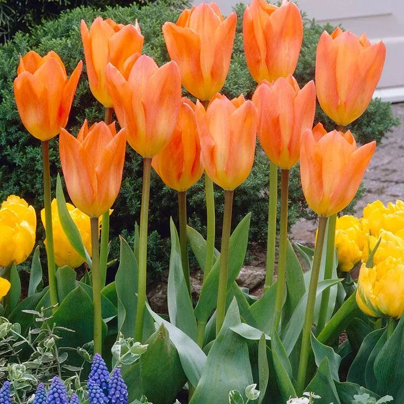 Tulip Fosteriana Orange Emperor (Pack of 7)