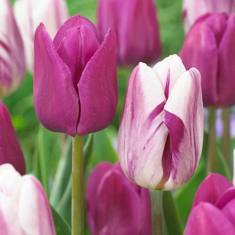 Tulip Jellyfish Blend (Pack of 12)
