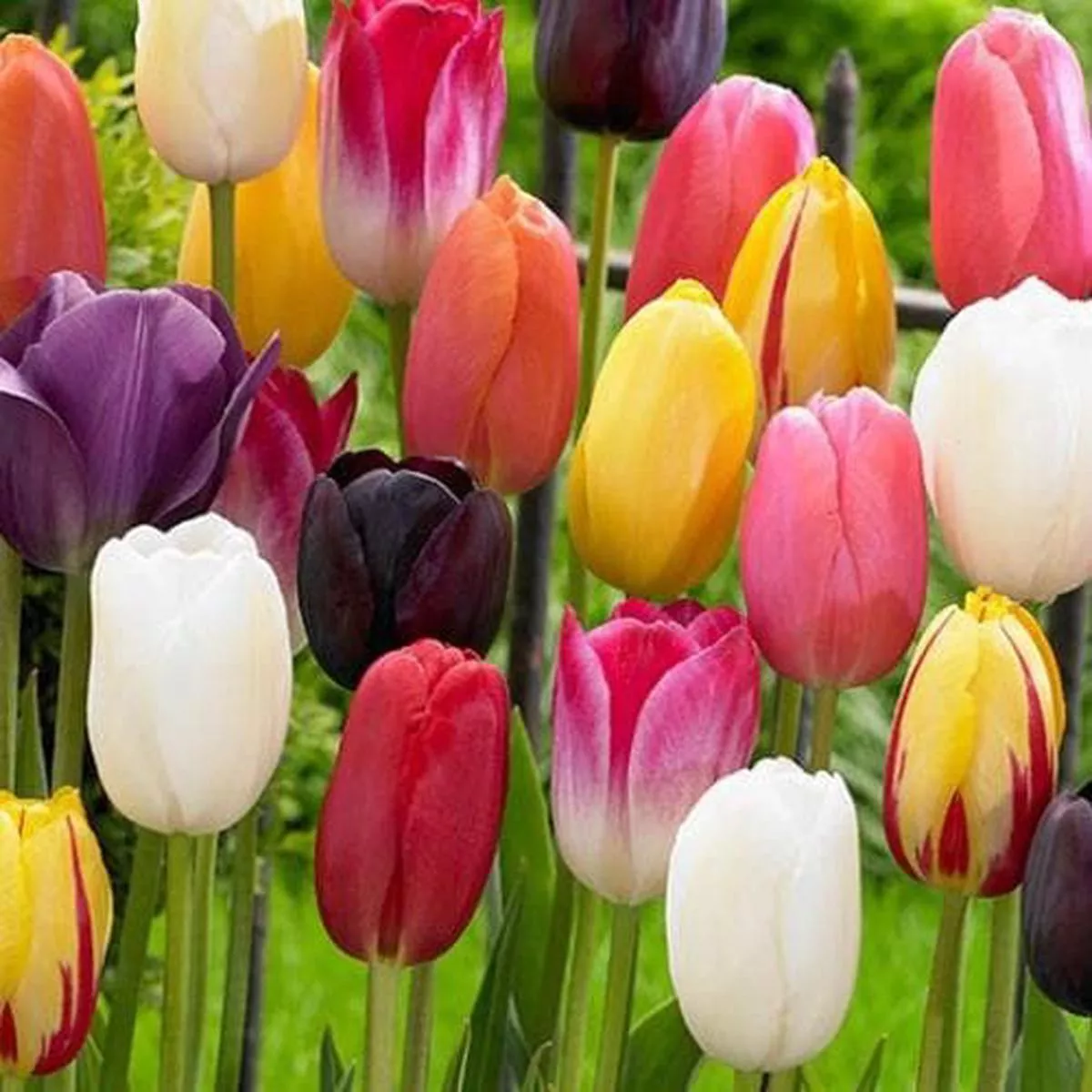 Tulip Mixed Flower Varieties – Single