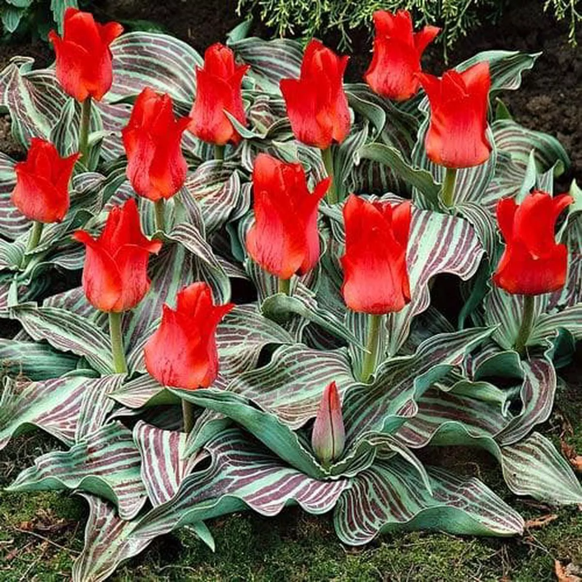 Tulip Red Riding Hood