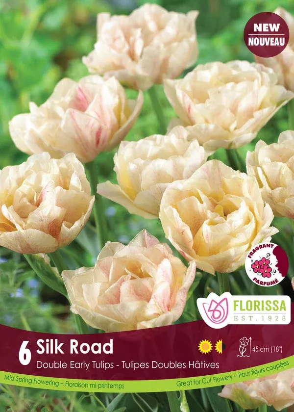 Tulip ‘Silk Road’