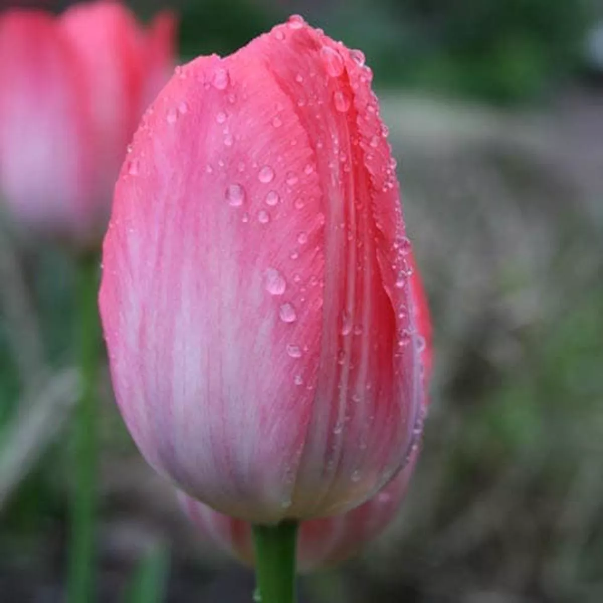 Tulip Van Eijk