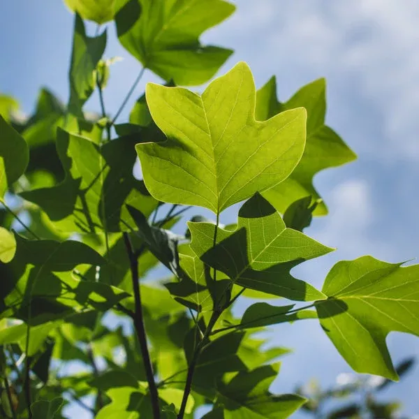 Tuliptree