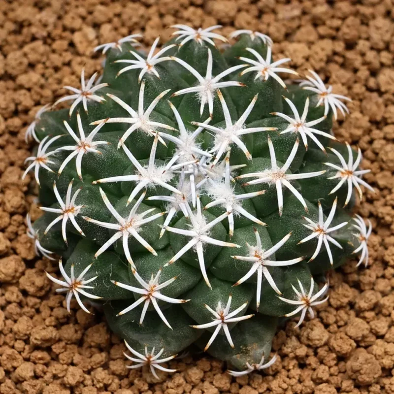 Turbinicarpus nicolae SEEDS