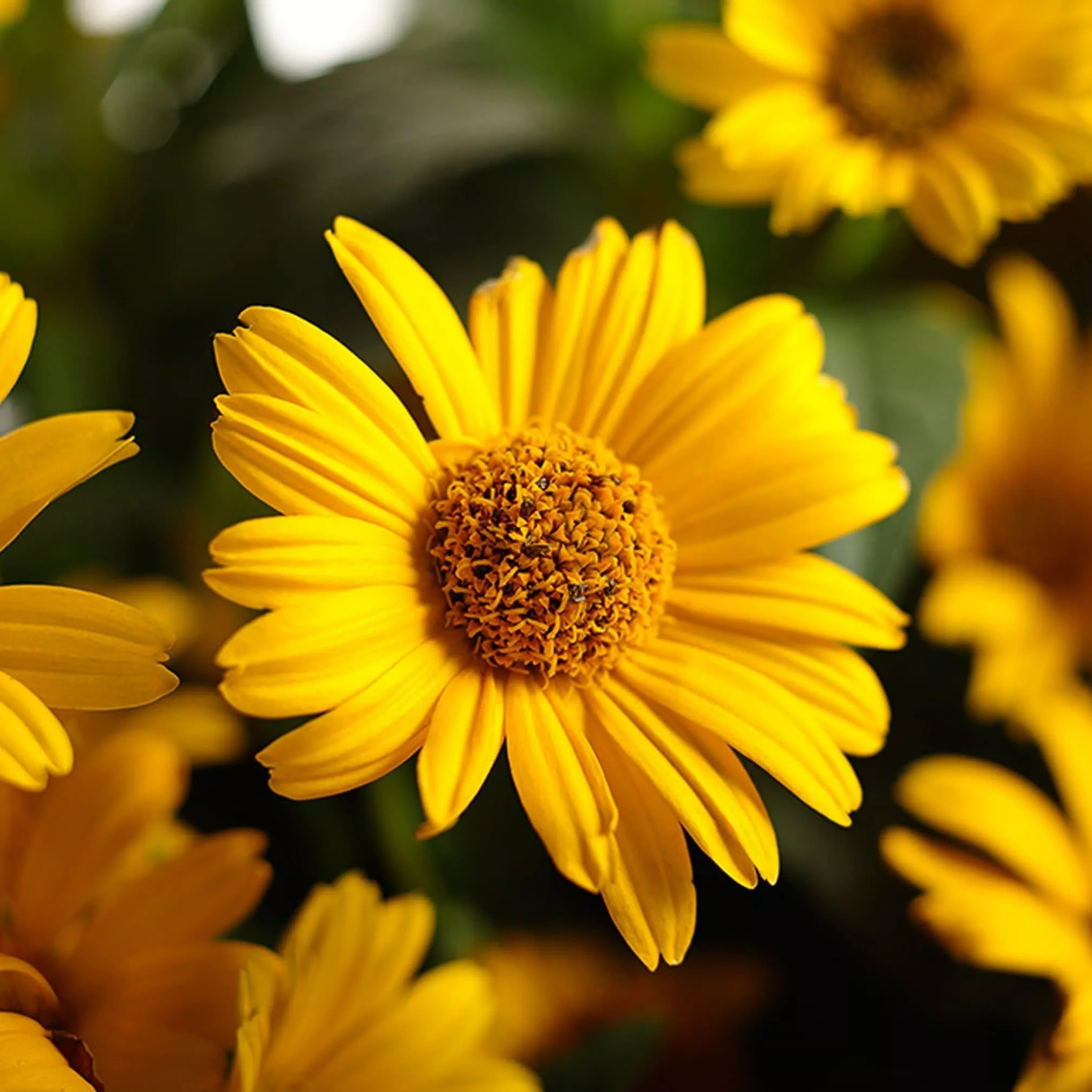 ‘Tuscan Sun’ False Sunflower (Heliopsis helianthoides)