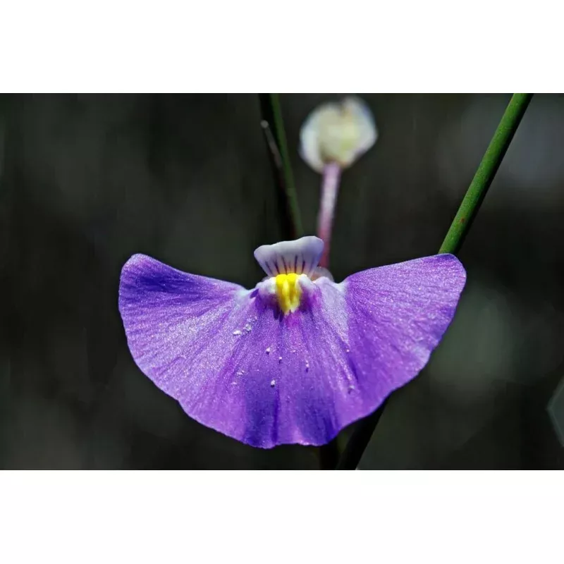 Twining Bladderwort - Utricularia volubilis