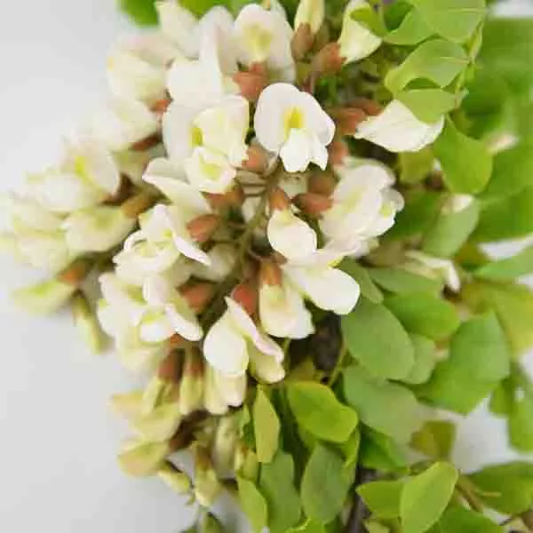 Twisty Baby Black Locust Tree