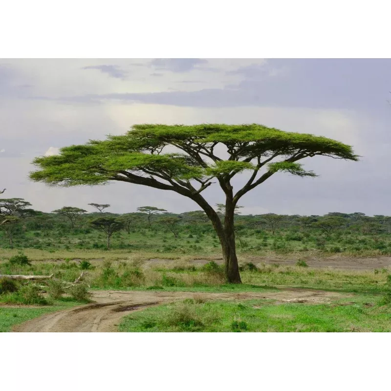 Umbrella Thorn Tree - Acacia tortilis / Vachellia tortilis