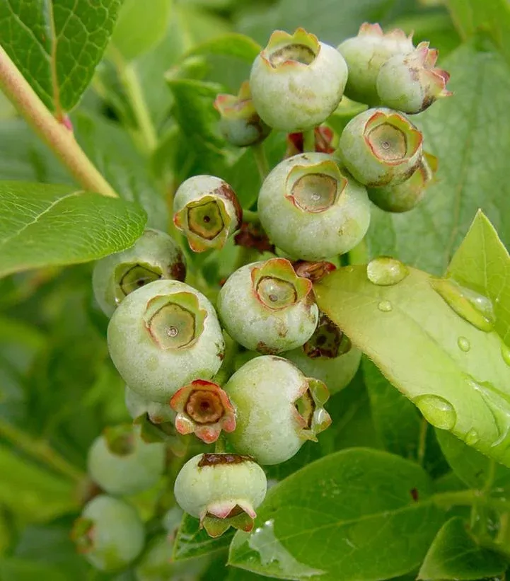 Vaccinium corymbosum ‘Patriot’