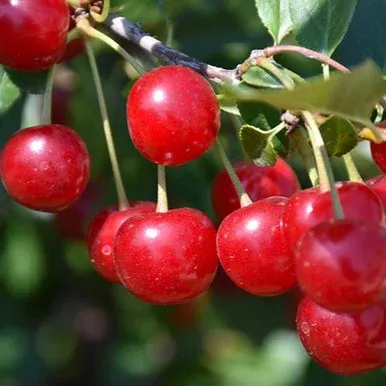 Valentine Cherry Bush