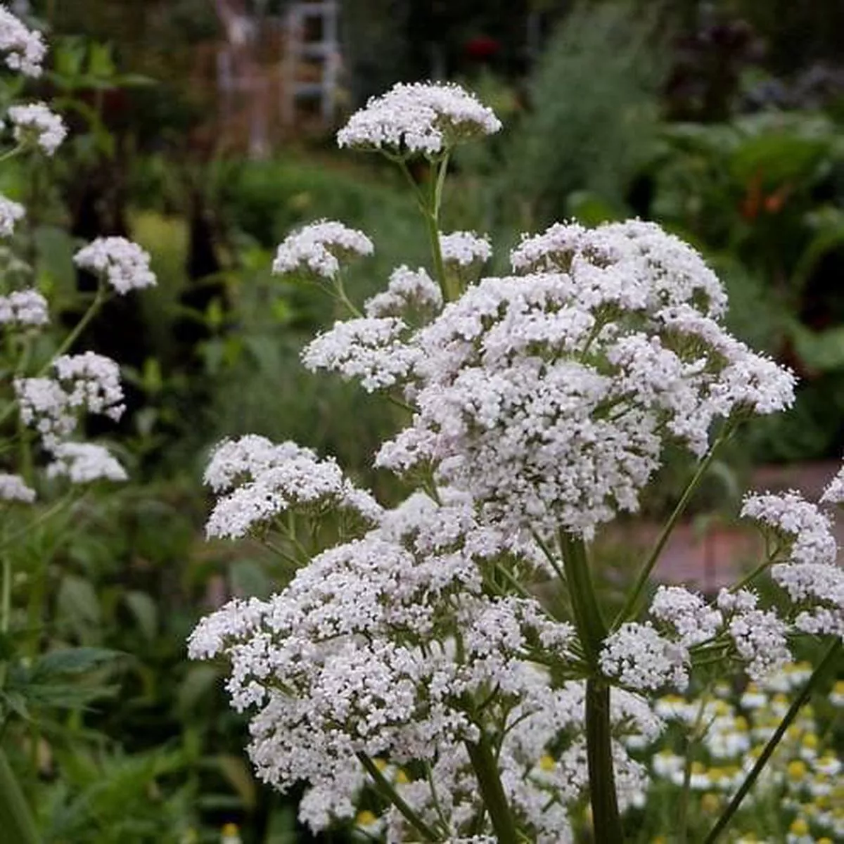 Valeriana officianalis – Valerian 9cm Pot