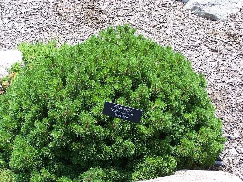 Valley Cushion Mugo Pine