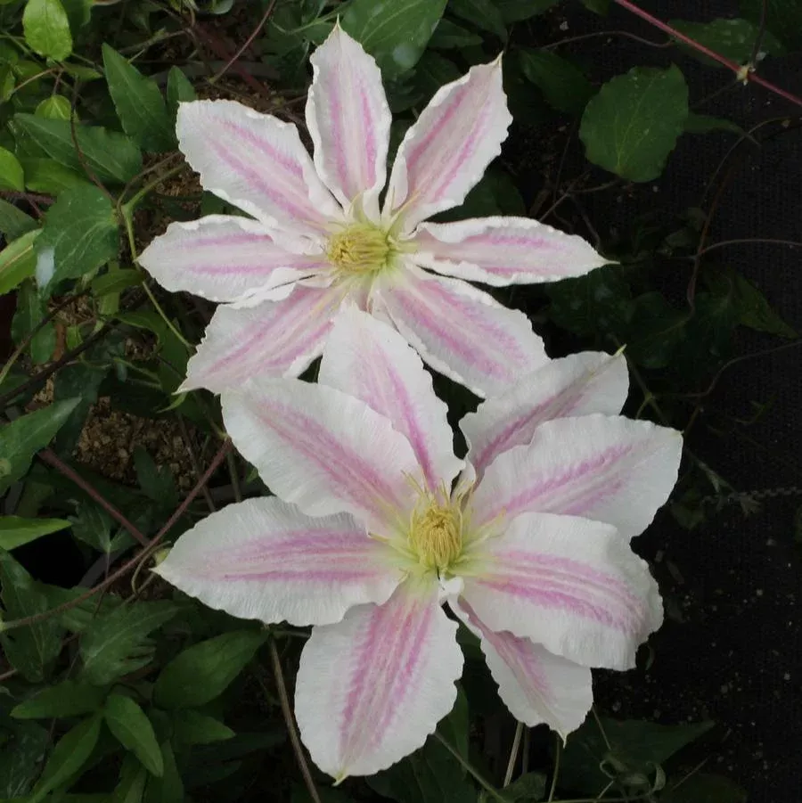 Vancouver Cotton Candy Clematis