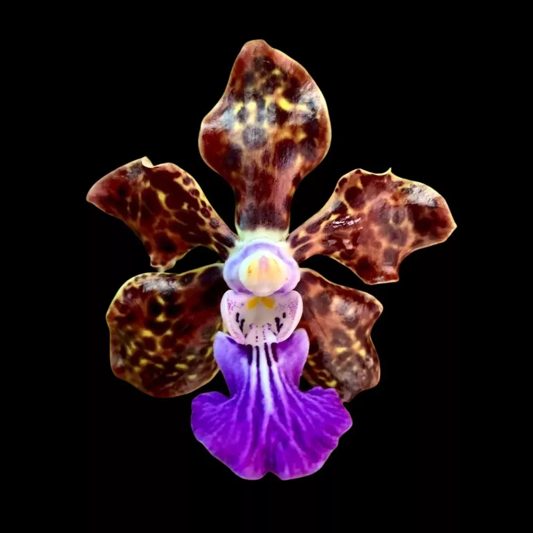 Vanda Hybrids: Papilionanda Paksorn Fragrance