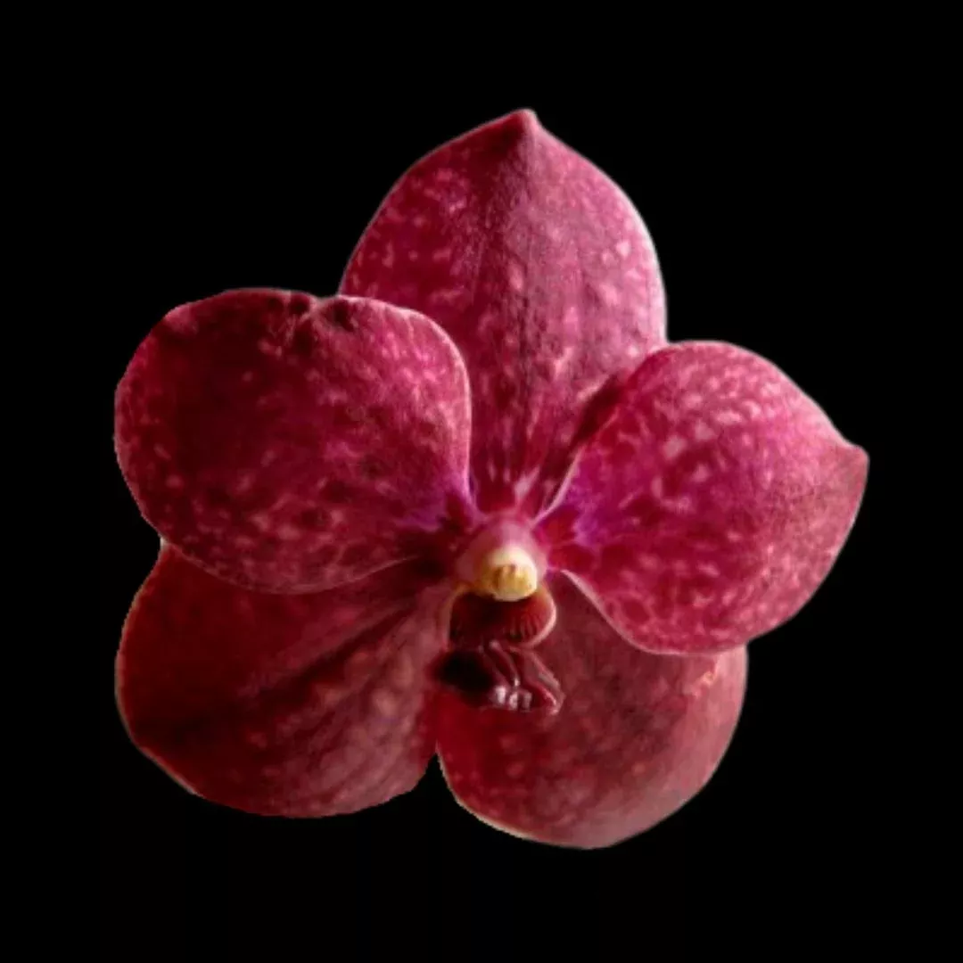 Vanda Hybrids: Vanda leurcharusmee