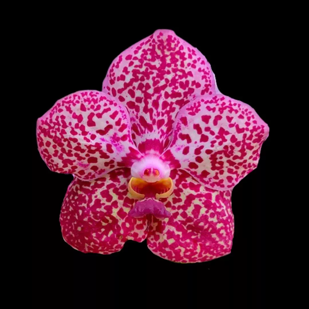 Vanda Hybrids: Vanda Mimi Palmer x Vanda Dr. Anek