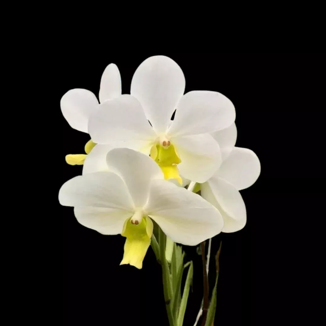 Vanda Hybrids: Vanda Papilionanda Udom Delight