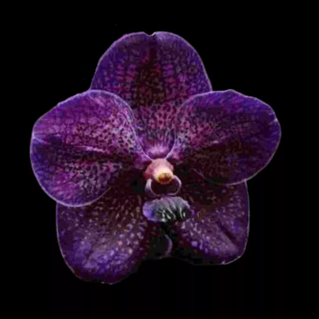 Vanda Hybrids: Vanda Pure’s Wax ‘Violet Blue’