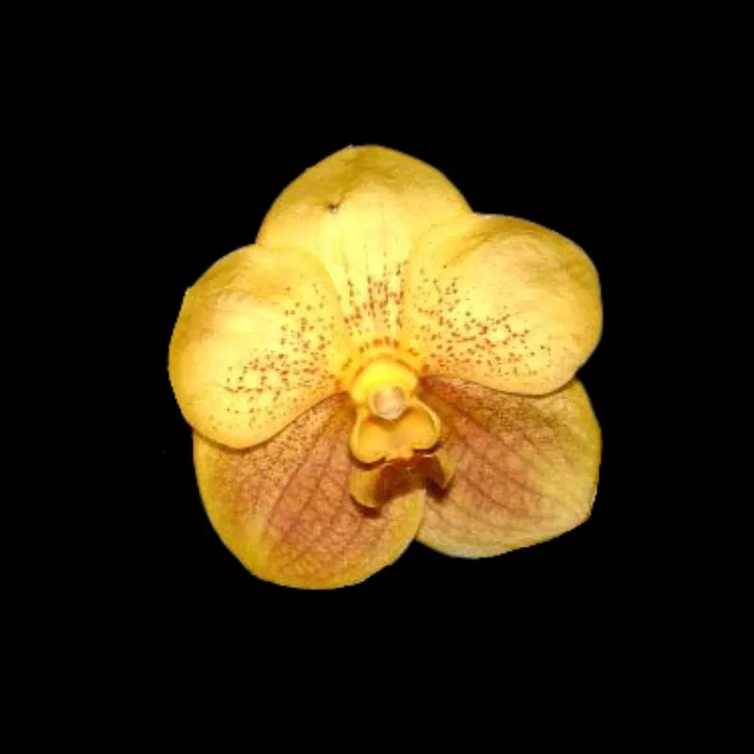 Vanda Hybrids: Vanda Sankamphaeng x Vanda Udom Gold