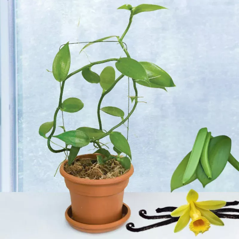 Vanilla Vine (Vanilla planifolia)