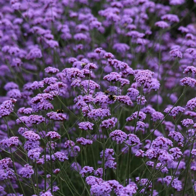 Vanity Verbena