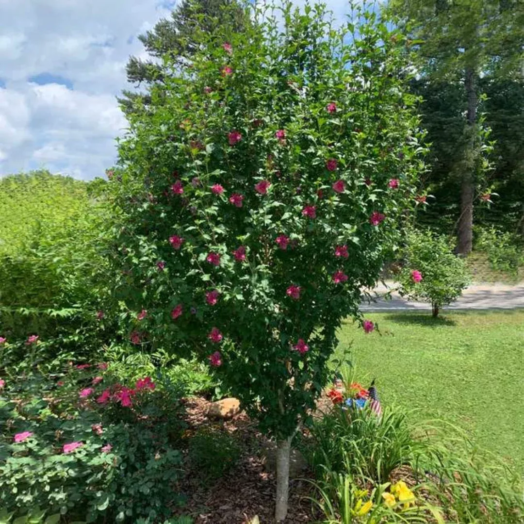Variegated Althea Tree