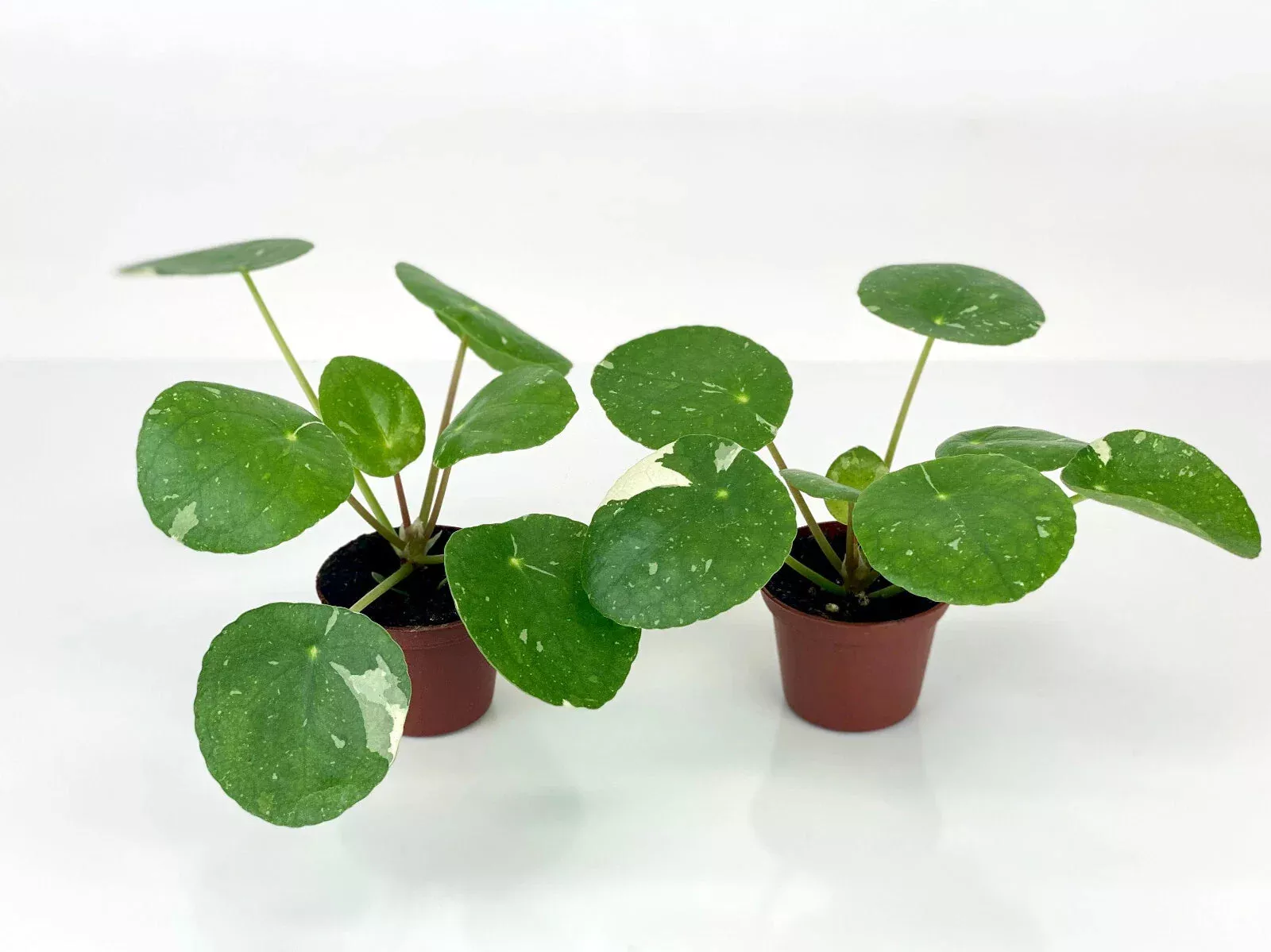 Variegated Pilea Plants - 2" Pots - 'White Splash' - Pilea peperomioides Starter Plants