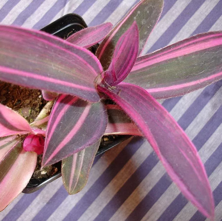 Variegated Purple Spiderwort