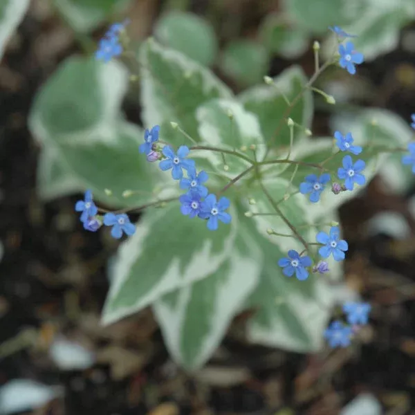 Variegated Siberian Bugloss