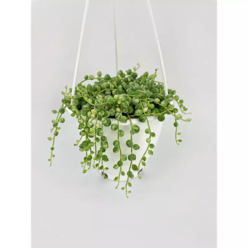 Variegated String of Pearls