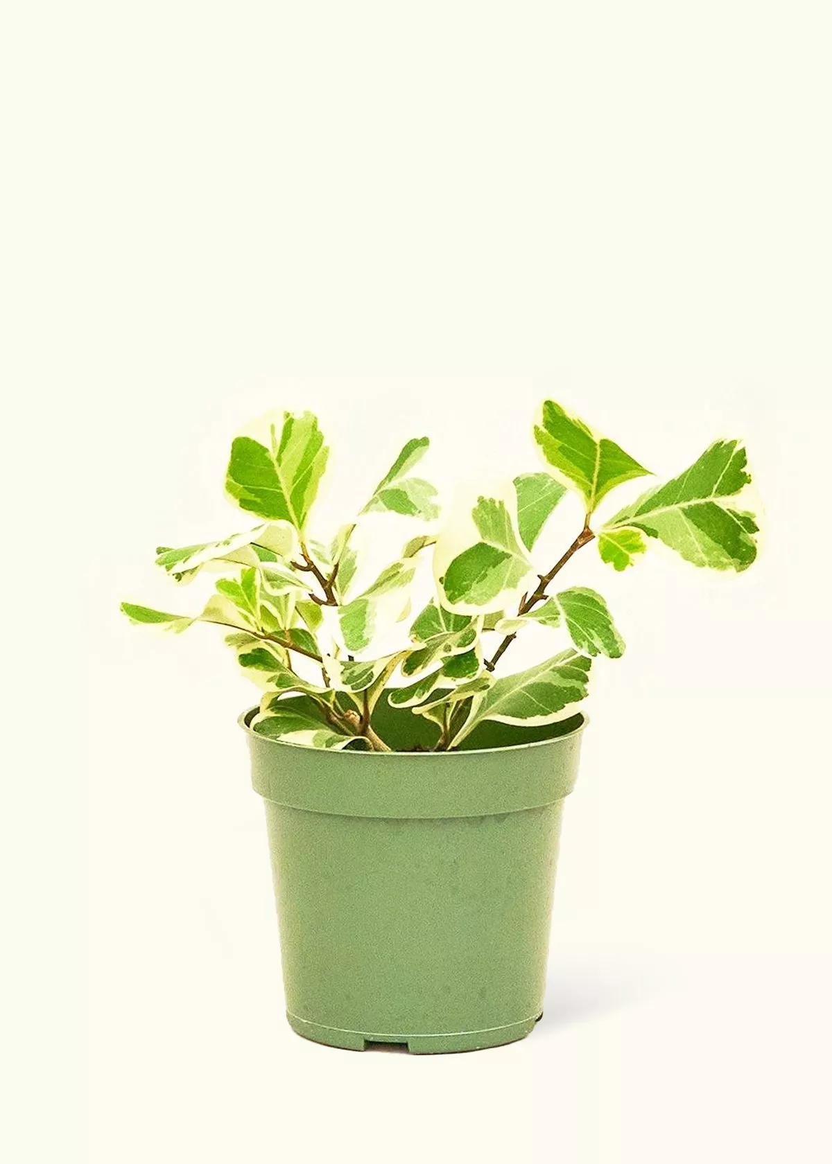 Variegated Triangle Ficus