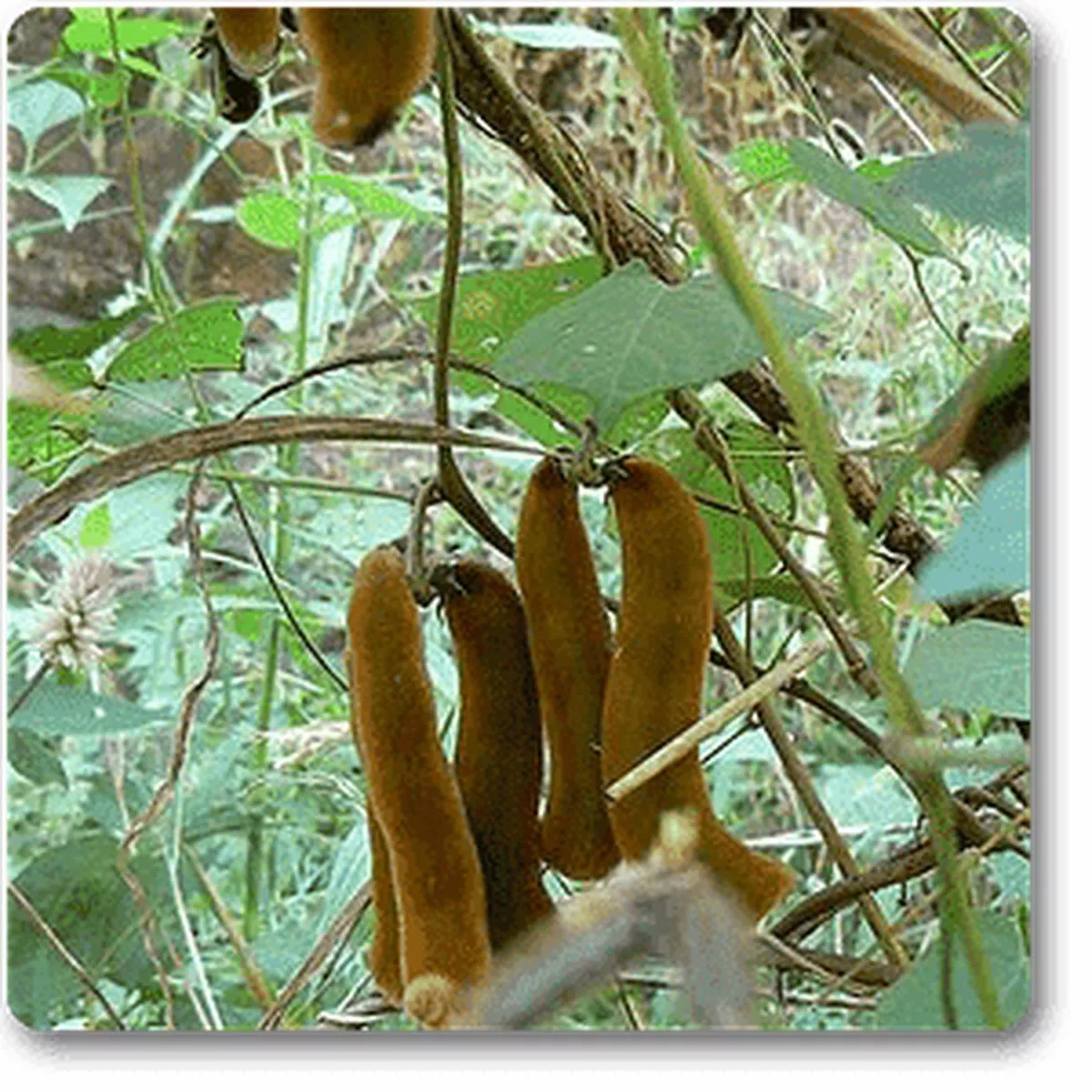 Velvet Bean – Plant