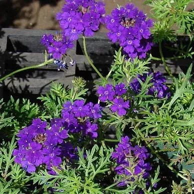 Vepita Blue Violet Verbena