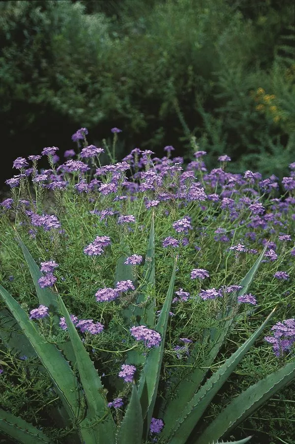 Verbena Mystic