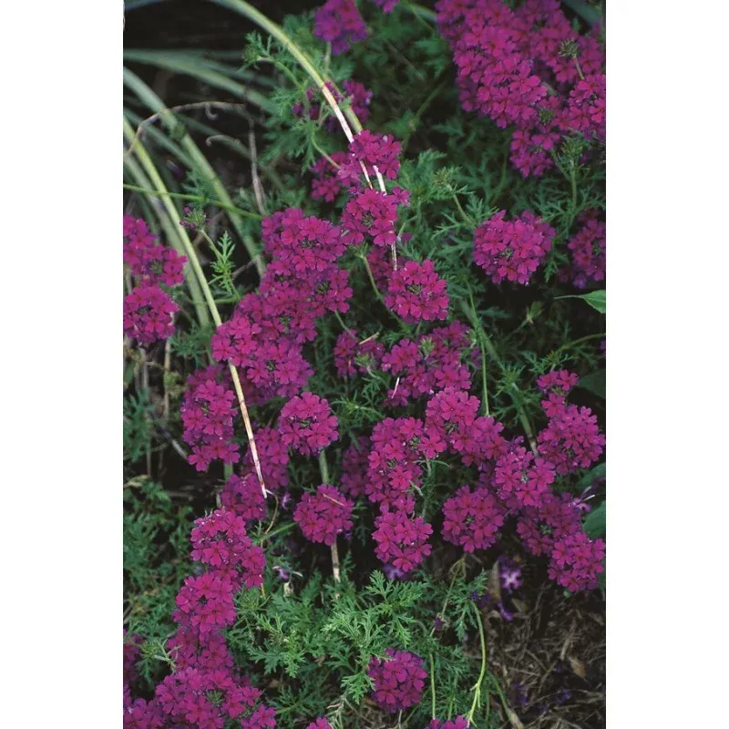 Verbena tenuisecta Decked Out