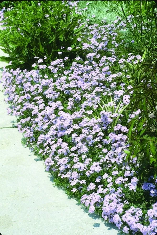 Verbena tenuisecta Edith
