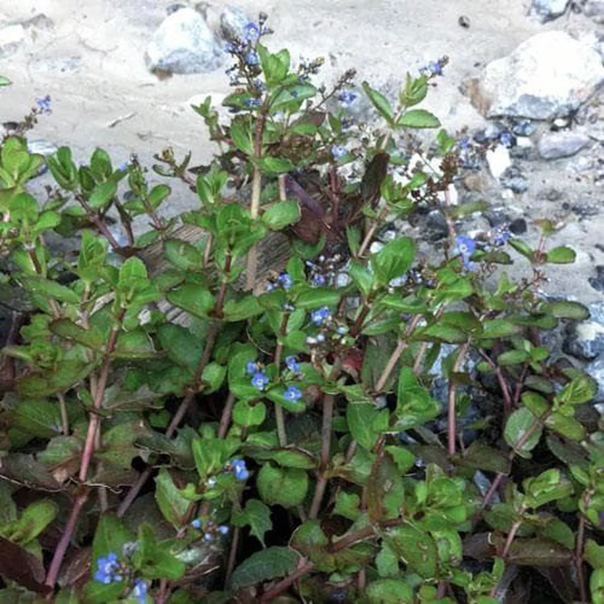 Veronica beccabunga – Brooklime