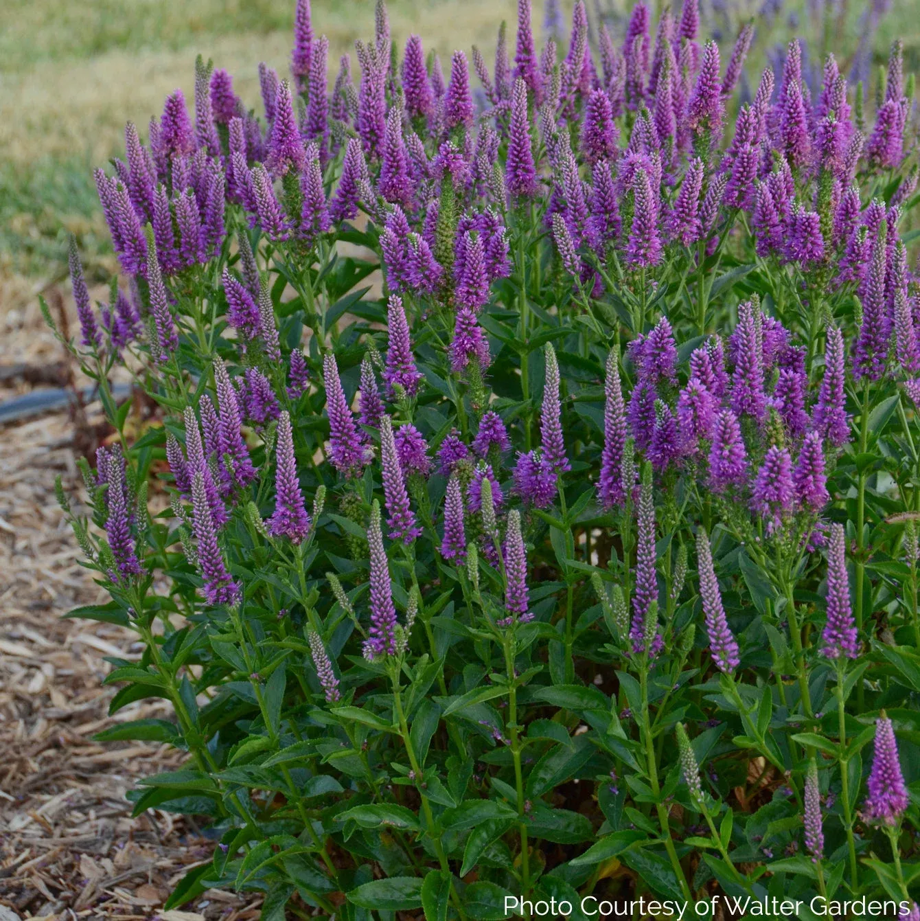 Veronica ‘Very Van Gogh’ – Spike Speedwell