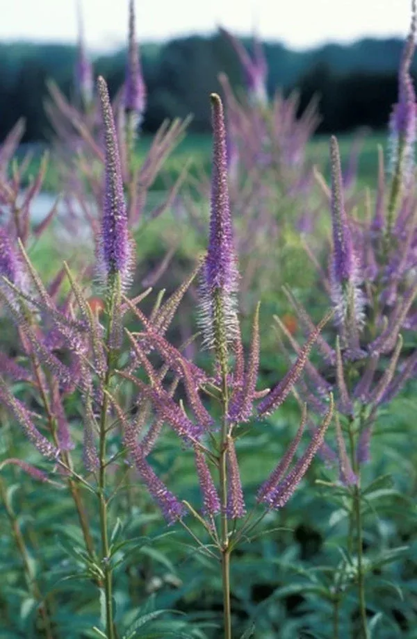 Veronicastrum virginicum ‘Fascination’