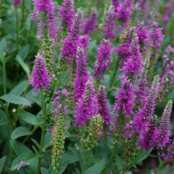 Very Van Gogh Spike Speedwell