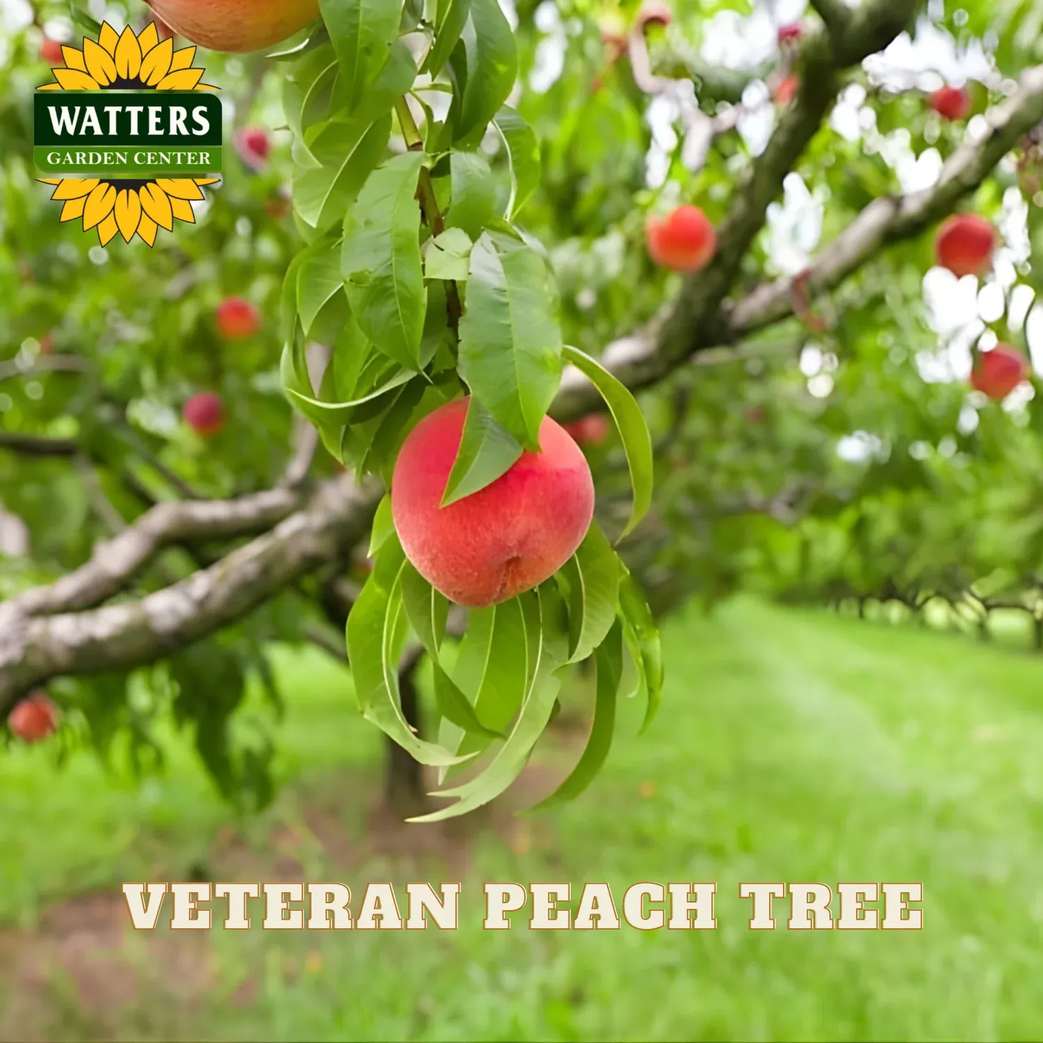 VETERAN PEACH TREE 5gal