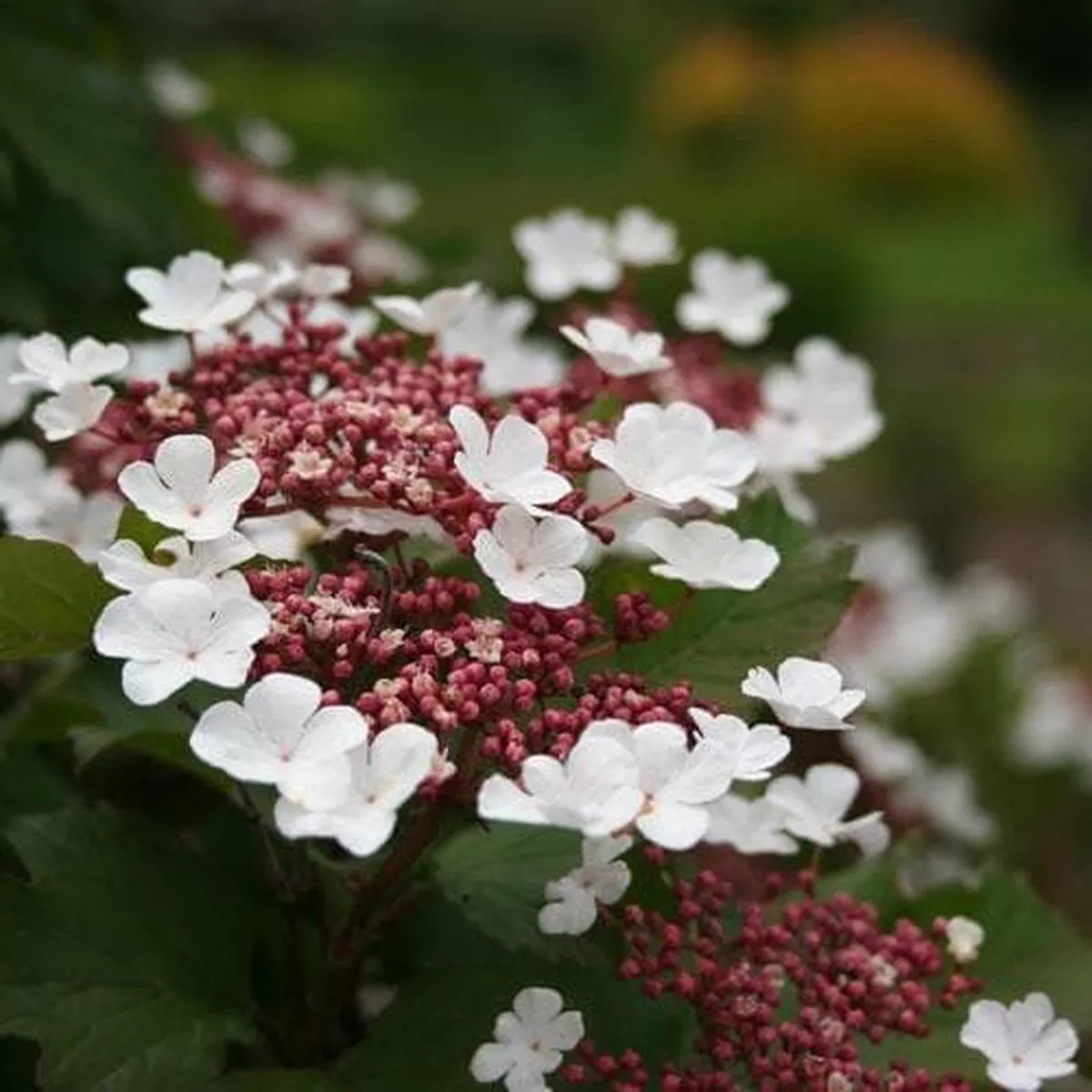 Viburnum sargentii Onondaga